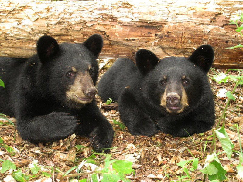 Sybil and Sophie - Aug 13, 2012