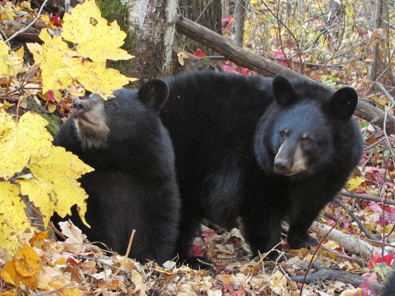 Sybil and Sophie - Oct 2, 2012