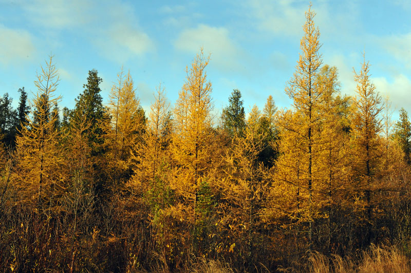 Tamaracks - Oct 11, 2012