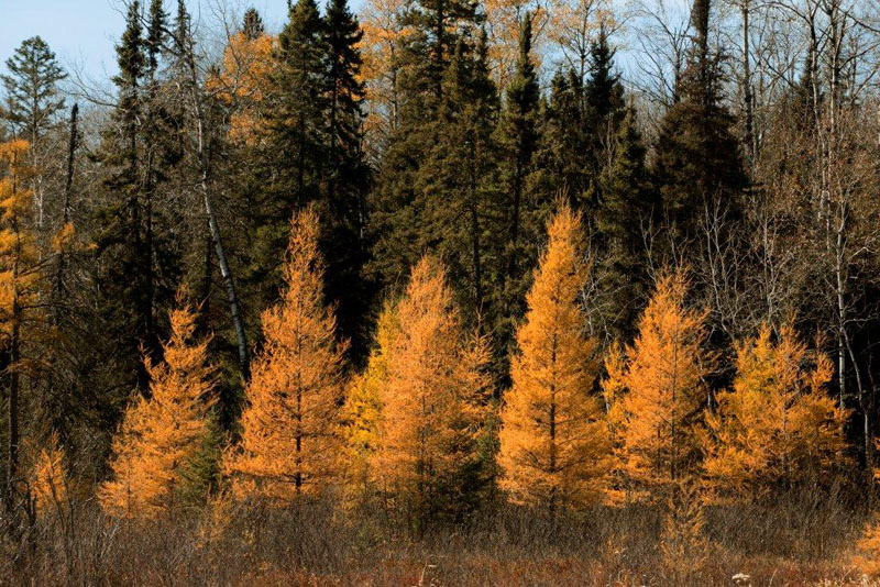 Tamaracks - Oct 16, 2012