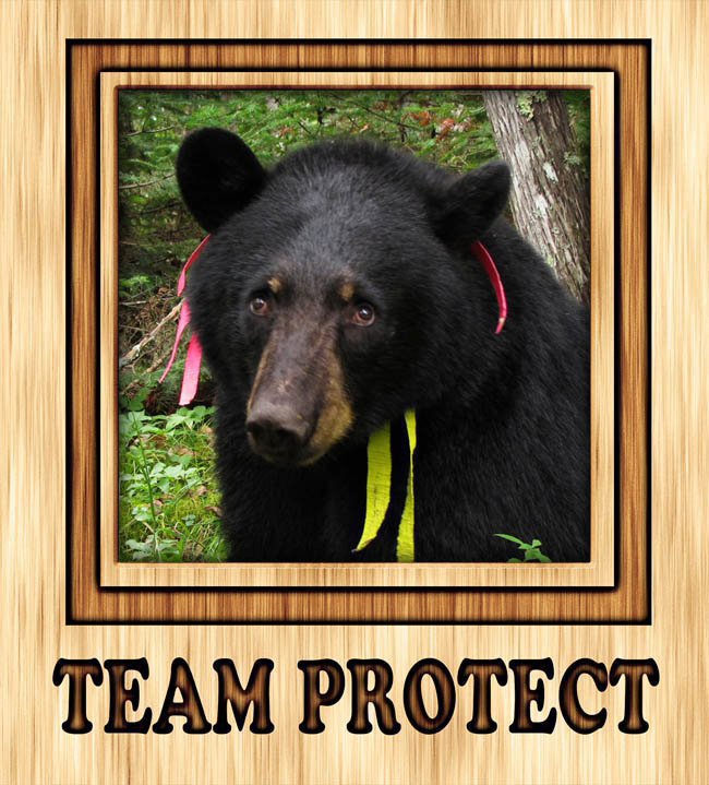Team_Protect