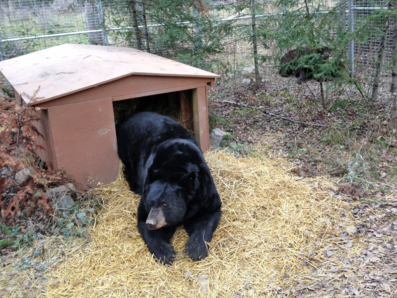 Honey bedded by the fence waiting for Ted to leave the chalet den this morning - Nov 4, 2012