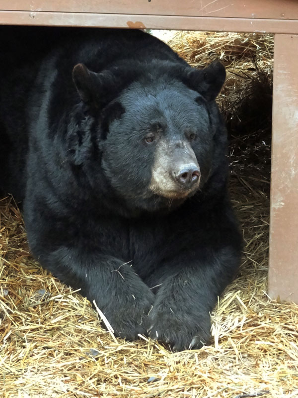 Ted relaxes in the chalet den - Nov 7, 2012