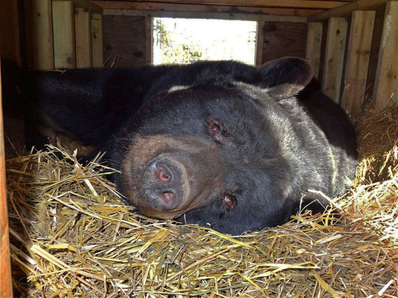 Ted in chalet den - Nov 2, 2012