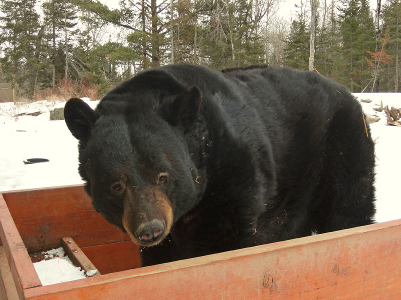 Ted on scale - Feb 17, 2012