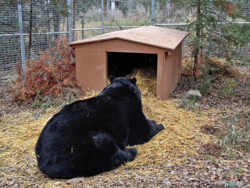 Ted waits at chalet den for 'his turn' - Nov 5, 2012