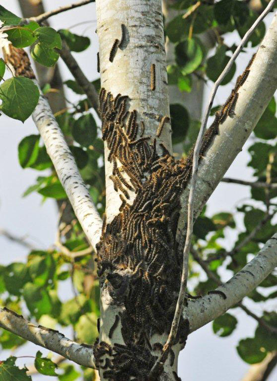 Forest tent caterpillar clump on aspen - June 4, 2012