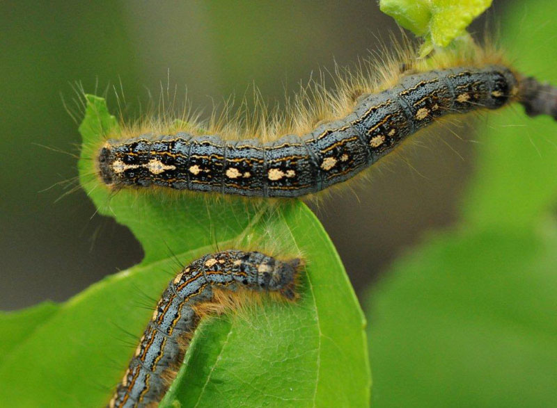 Forest tent caterpillars on birch leaf - June 4, 2012