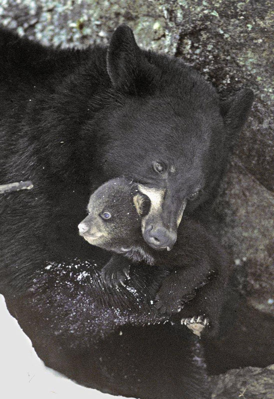 Terri_with_cub_in_mouth_cr_no_red