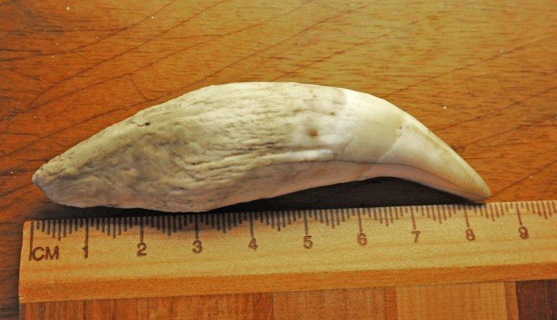 upper left canine from bear skull