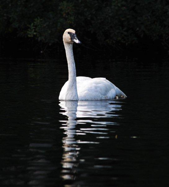 Trumpeter_swan_9-11-11b