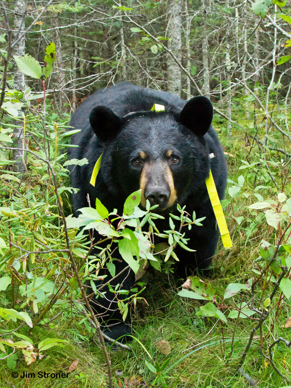 Ursula - Sept 6, 2012  