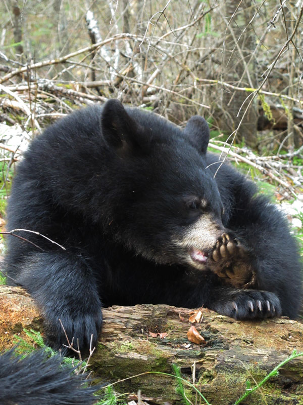 Victoria chewing her foot - Nov 5, 2011