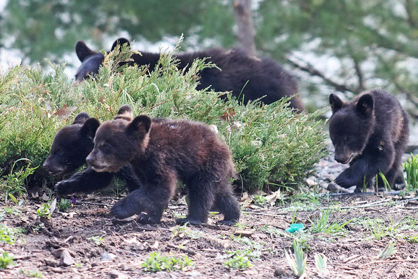 WI_mixed_age_litter_2011