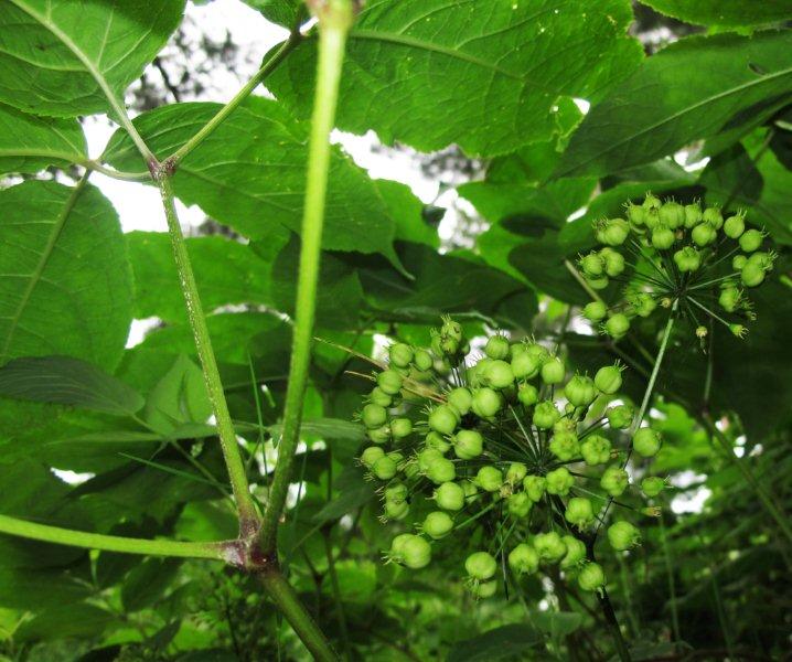 Wild_Sarsaparilla_berries_6-26-11