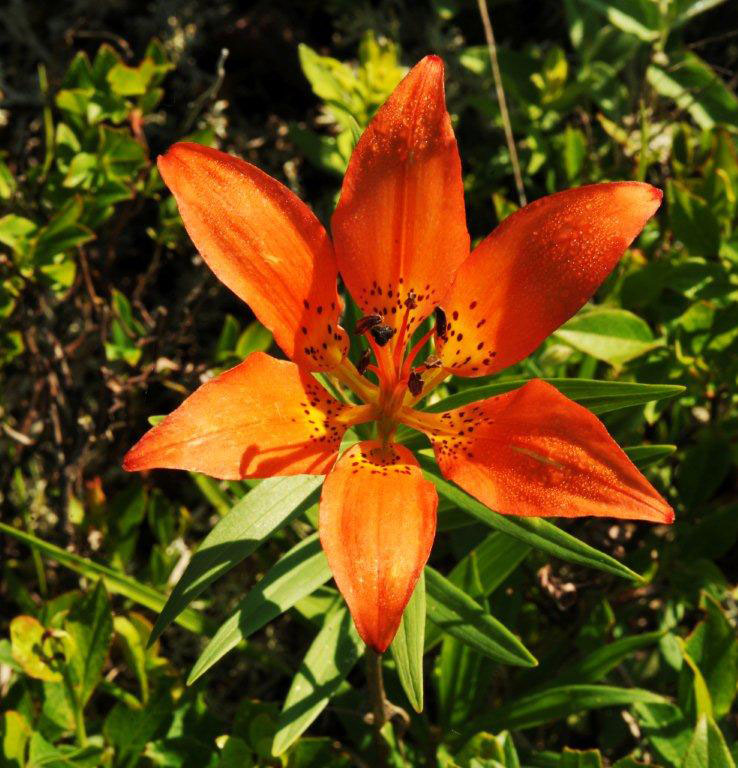 Wood lily - June 7, 2012