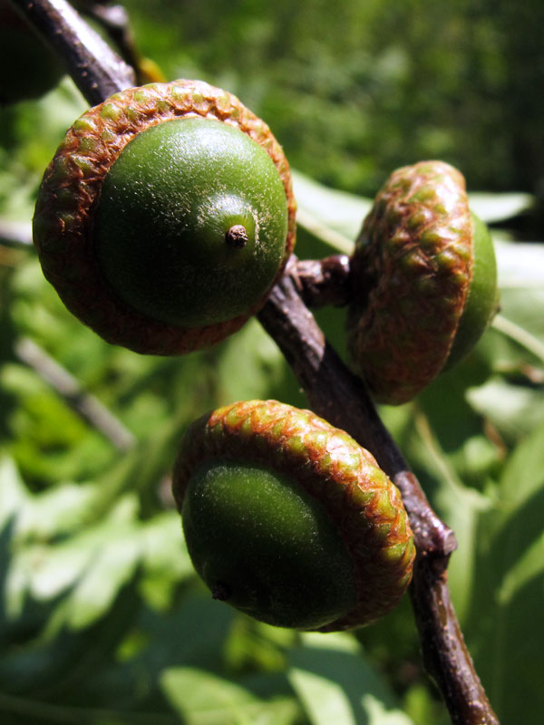Red oak acorns - July 10, 2012