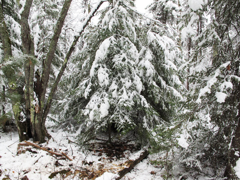 balsam_thicket_bedsite_-_20110427