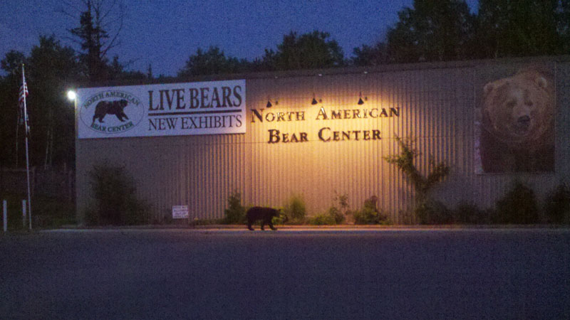 bear_at_Bear_Center_-_20110718