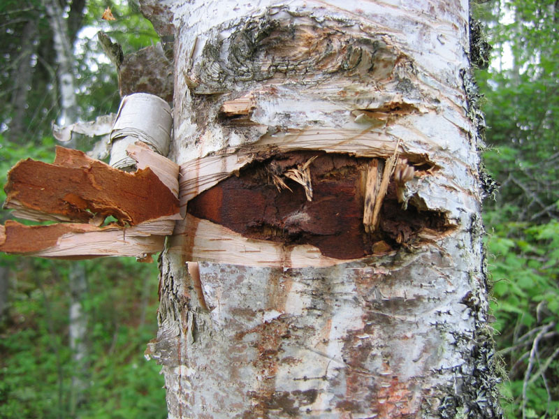 bear bitten white birch - June 3, 2005