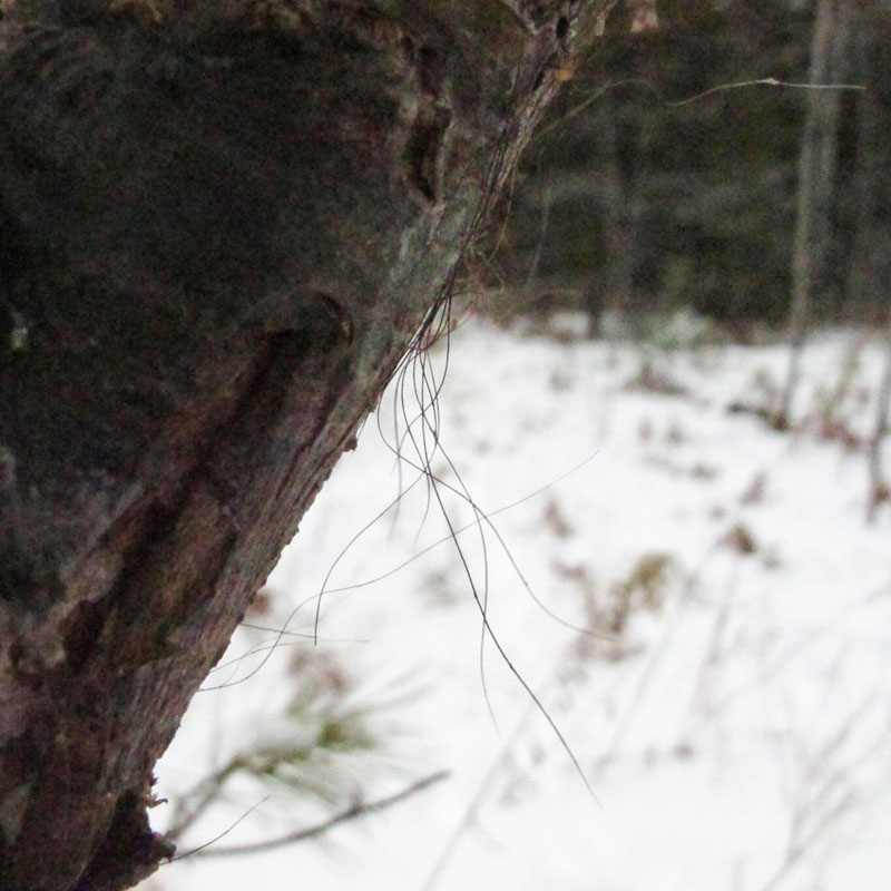 bear hair_-_20111225