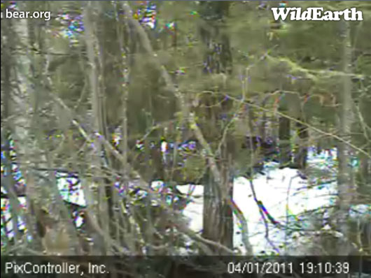 bear_shadow_-_20110401_191039