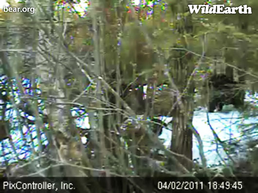 bear_shadows_cub_-_20110402_184945