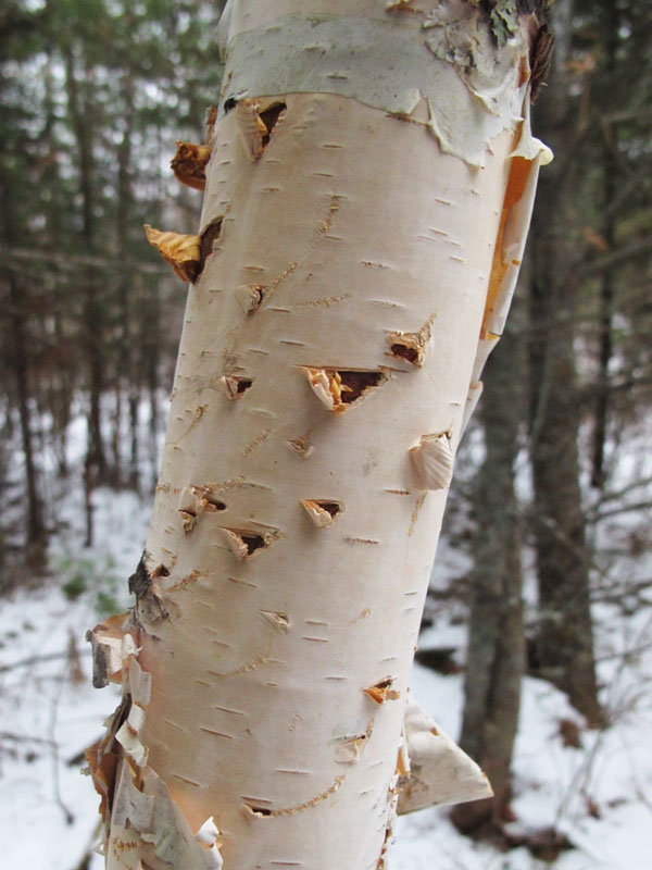 bear claw marks on birch near Lily's den - Dec 3, 2011