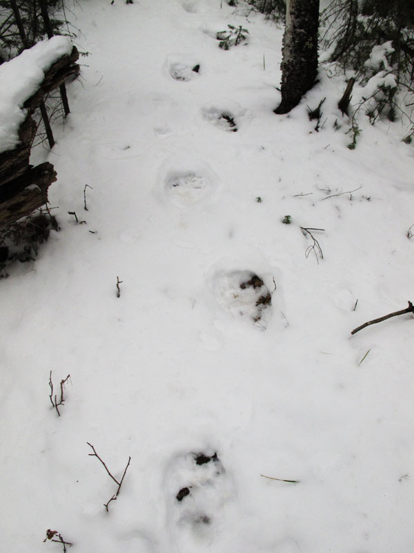 bear_tracks_-_20110418