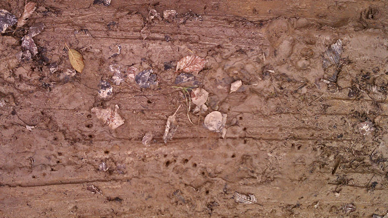 bear tracks_-_20111025