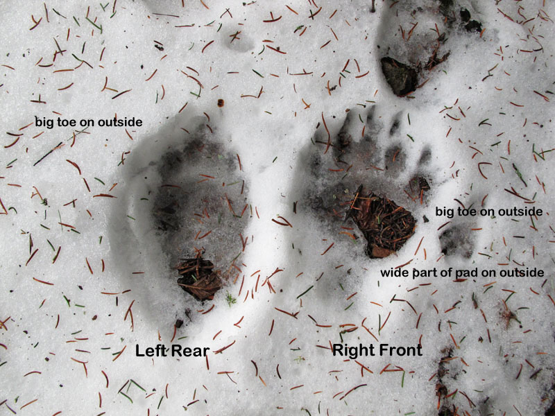 Black bear tracks - April 18, 2012