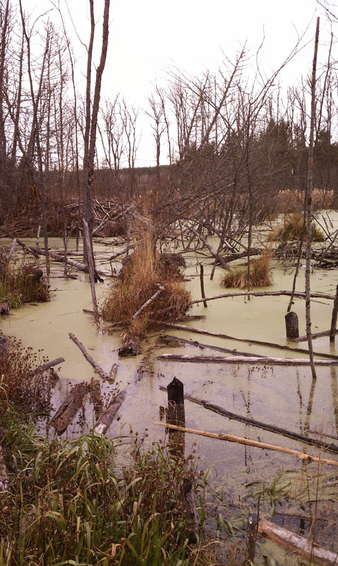 beaver pond that Jo and Victoria swam in