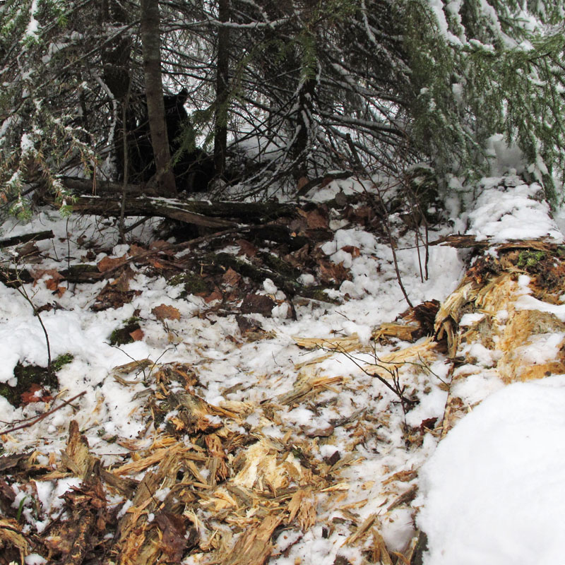 bed_and_torn_up_log_-_20110427