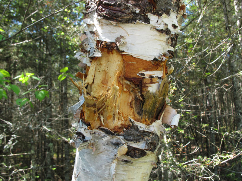 Bear bites on birch tree - May 31, 2012