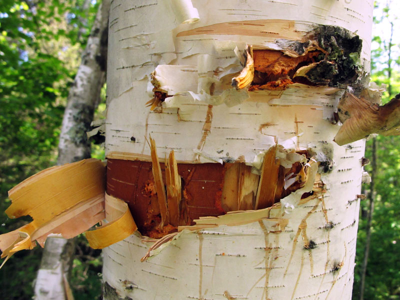 Bear-bitten birch tree on Taconite Trail were June was foraging - June 9, 2012