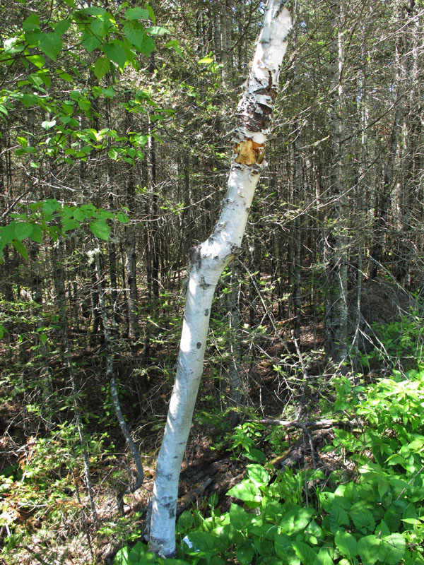 Birch bite tree - May 31, 2012