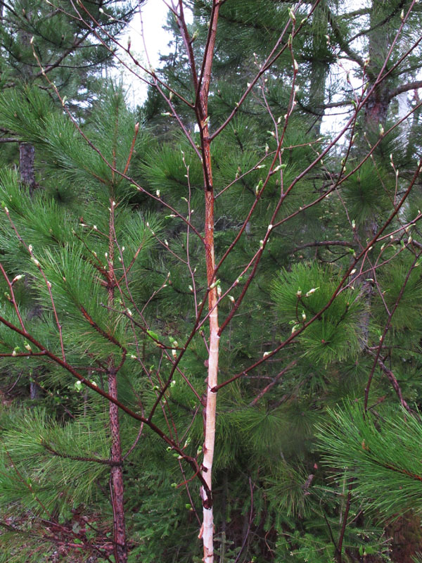 birch_leaves_-_20110522