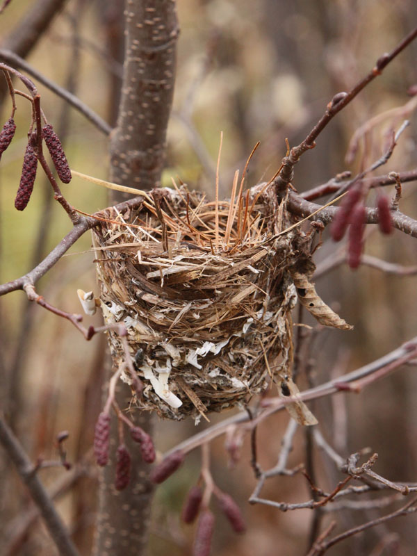 bird nest