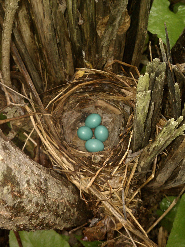 Bird nest with eggs - June 6, 2012