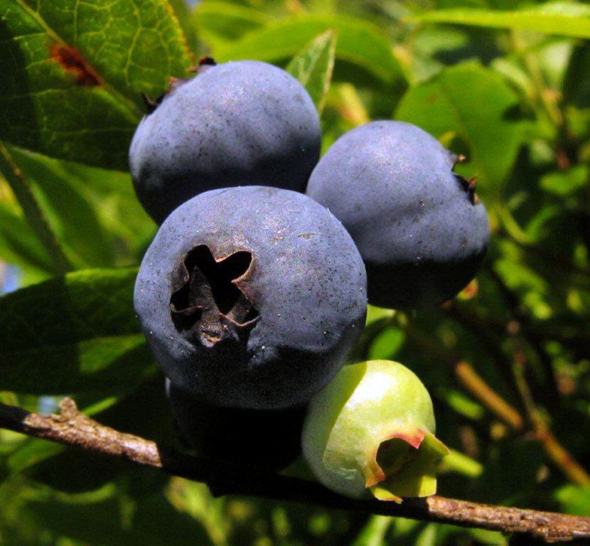 Blueberries - June 26, 2012
