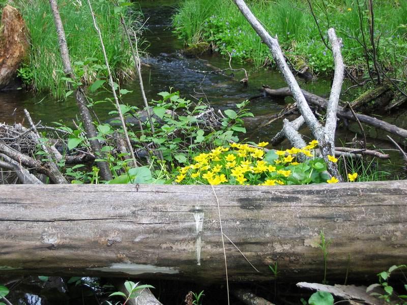 babbling brook - June 3, 2005