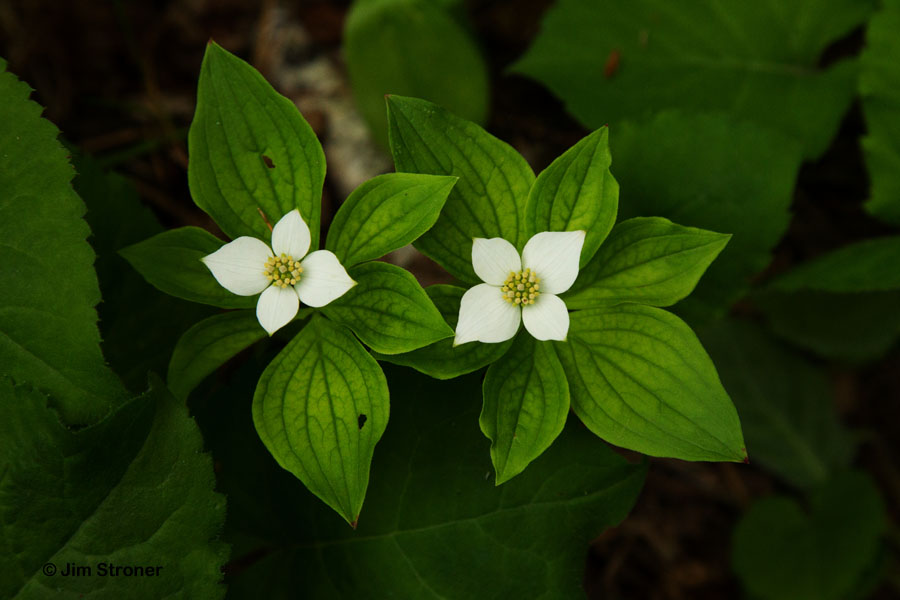 Bunchberry (Cornus canadensis) - May 27, 2012