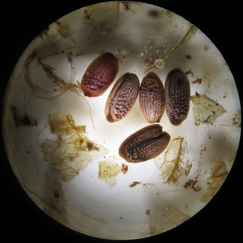 calla_seeds_from_scat_-_20110913