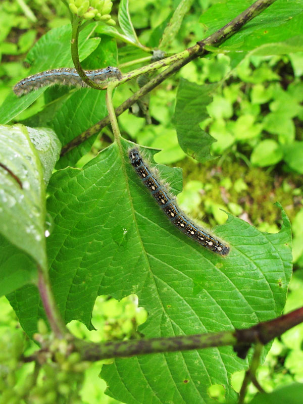 Army tent caterpillars on roundleaf dogwood (Cornus rugosa) - June 11, 2012