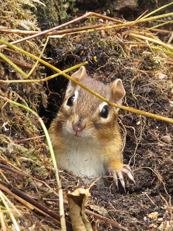 chipmunk -_20110922