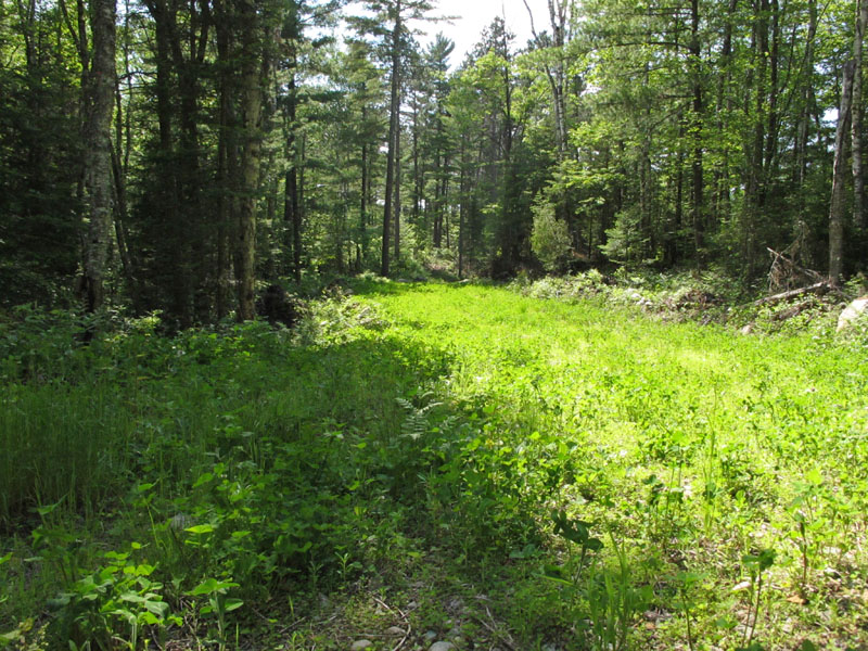 Small portion of the clover patch - June 7, 2012