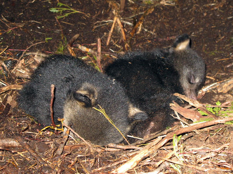 collapsed_cubbies_-_20110328