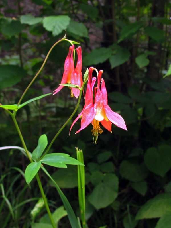 Columbine (Aquilegia canadensis)- June 13, 2012