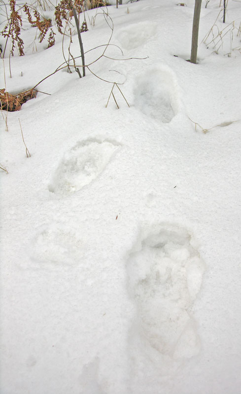 cub tracks entering the woods - Feb 17, 2012