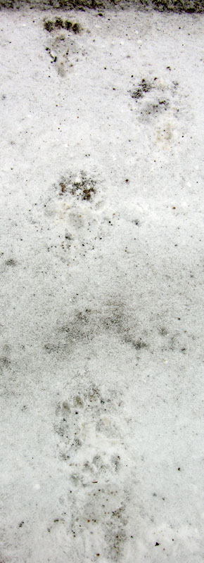 cub tracks crossing road - Feb 17, 2012